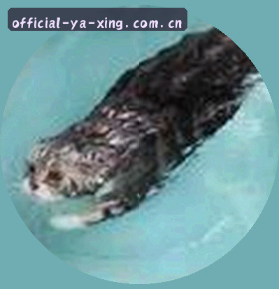 吴迪